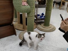 -喵园·猫主题咖啡厅·撸猫·猫咖(国贸店)