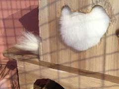 -藦茜花园宠物主题亲子互动体验馆(国顺东路店)