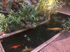 -Fern Forest Cafe