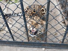 -大连森林动物园