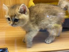 -欣宠猫屋·矮脚拿破仑·蓝金金渐层