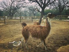 -西安秦岭野生动物园