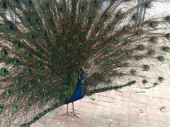 -长白岛森林公园