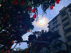 -越秀西湖花市(广州城市广场花卉店)
