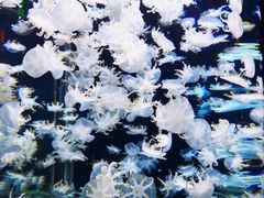 -太平洋海底世界