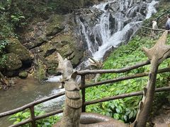 -莫里热带雨林景区