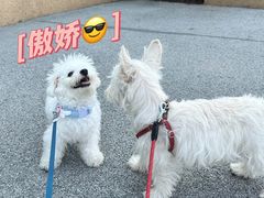 -翊宠yipet猫狗购宠庄园犬舍•猫舍