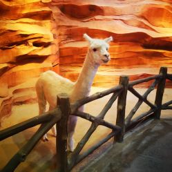 -酷嗒动物文化乐园(cutezoo西溪乐天城店)