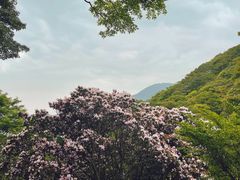 -梧桐山风景名胜区