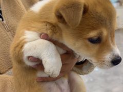 -贝康宠物医院·犬猫全科·小动物特色诊疗中心(东环路店)