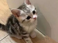 -萌宠之家·腊肠犬·马尔泰·小体犬舍