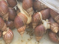 -青石桥花鸟鱼虫市场(叠翠城店)