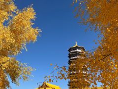 -金塔沙漠胡杨林景区