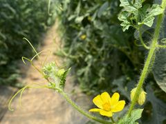 -庞各庄西瓜蔬菜采摘园·锦华瓜园