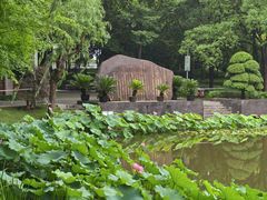 -陈家山荷花公园