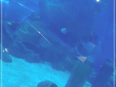 -石家庄海洋公园