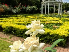 -鹅湖玫瑰文化园