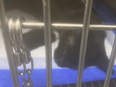 -中农国际动物医院24小时·猫科·骨科·急重症中心