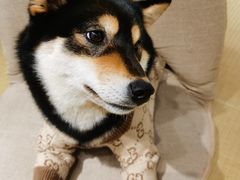 -逗柴咖啡屋·狗咖猫咖宠物桌游