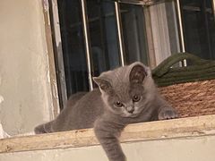 -创凡宠物医院·骨专科  猫科中心(西乡分院)