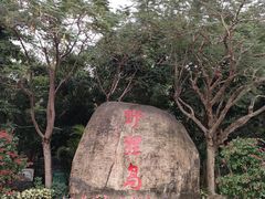 -野狸岛