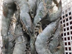 野夫水产专业经营海虾-大东门农贸市场(东顺城街)