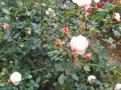 -人民公园(罗湖区)