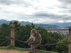 -岚山猴子公园