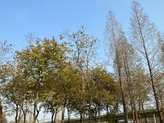 -白鹭湾湿地公园