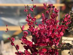 -龙大花卉苗木市场