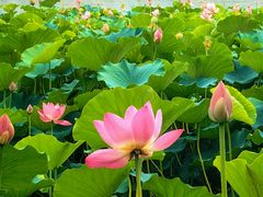 -莲花池公园