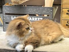 -自由生长植物工作室(深港花卉中心店)