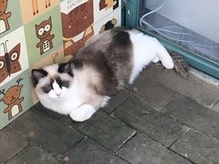 -喵屿·大理花园猫咖