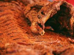 -大京袁记烤全羊农家(大京水库店)