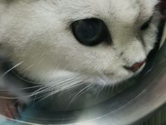 -特一安24小时宠物医院·骨科·中兽医