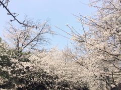 -田园小观园(武大店)