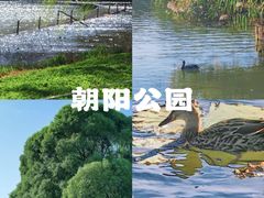 -朝阳公园