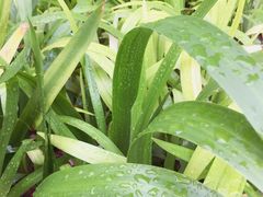 -天和百货(华南MALL店)