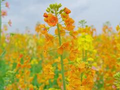 -三圣花乡旅游区