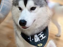 -Husky Go! 哈士奇体验馆·宠物咖啡厅狗咖