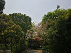 -金鸡湖桃花岛