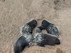 -鄂尔多斯野生动物园