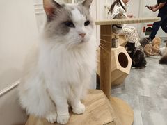 -楼上猫咖(罗湖店)
