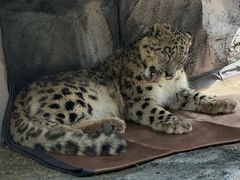 -青藏高原野生动物园