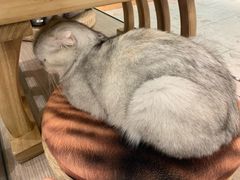 -飞行喵MR PILOT|猫舍·猫咖(静安大融城店)