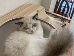 -猫友咖啡店(玉林西路店)