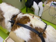 -美联众合动物医院·24h转诊中心