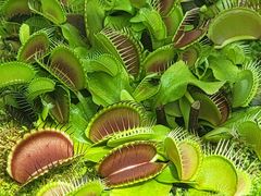 -国家植物园南园