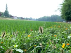 -桤木河湿地公园