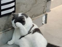 -Heymao猫咖.咖啡厅(东门店)